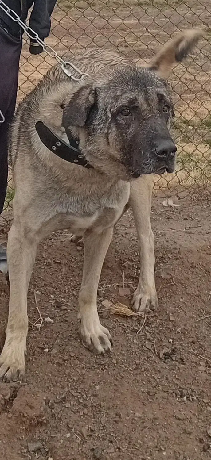 سگ عراقی|سگ|ساوه, |دیوار