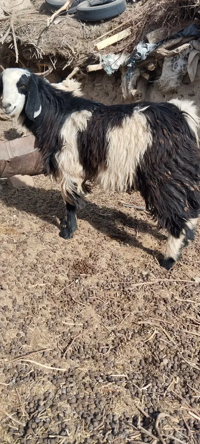 کهره نر بز  بره نر و ماده|حیوانات مزرعه|زابل, |دیوار