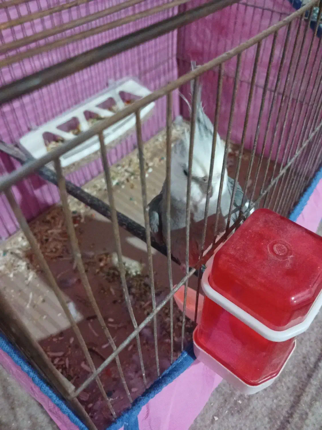 عروس هلندی|پرنده|بندرعباس, |دیوار