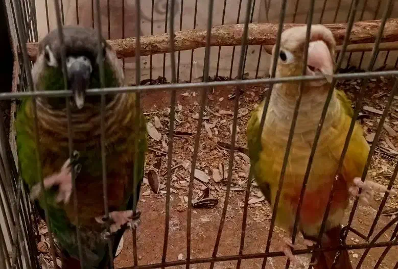 جفت نرماده جوان.طوطی گرینچیک|پرنده|خمینی‌شهر, |دیوار