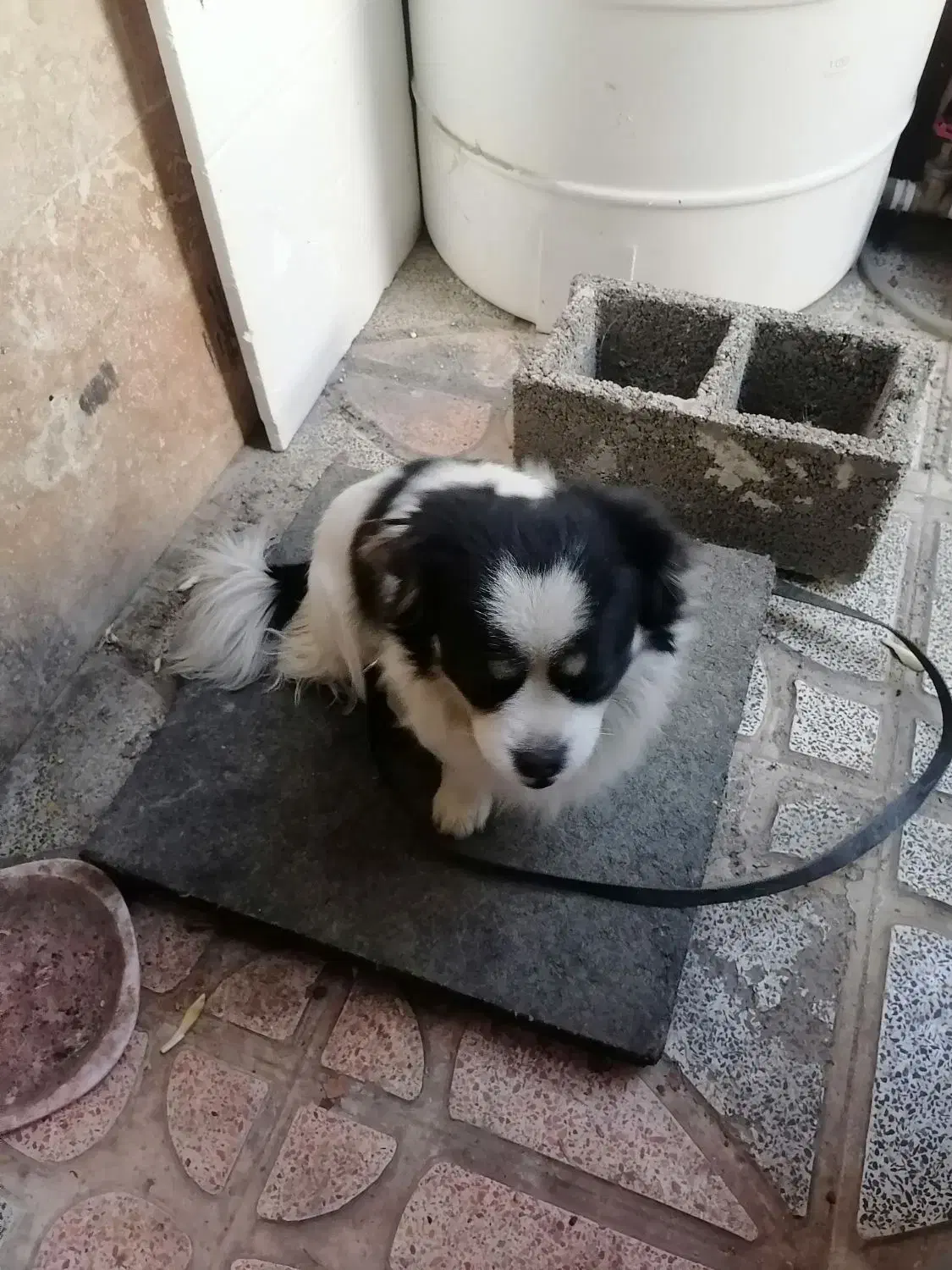 سگ پاکوتاه تربیت شده فروشی|سگ|هشتگرد, هشتگرد قدیم|دیوار