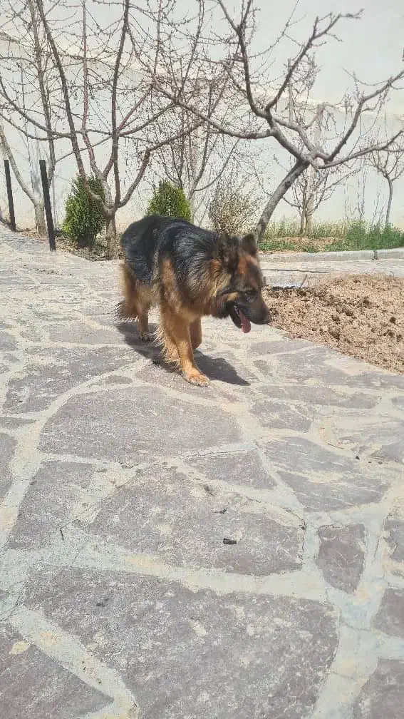 ژرمن شپرد ماده ۲ساله|سگ|صحنه, |دیوار