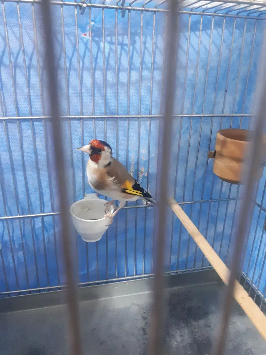 سره جوجه قفس زیردهن سره قناری بوده۳ساله|پرنده|ملایر, |دیوار