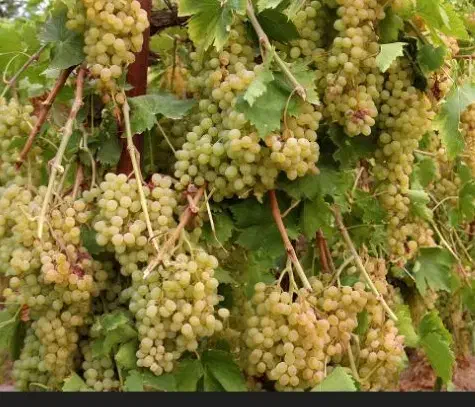 باغ انگور فروش فوری فوری|فروش زمین و ملک کلنگی|اردبیل, |دیوار