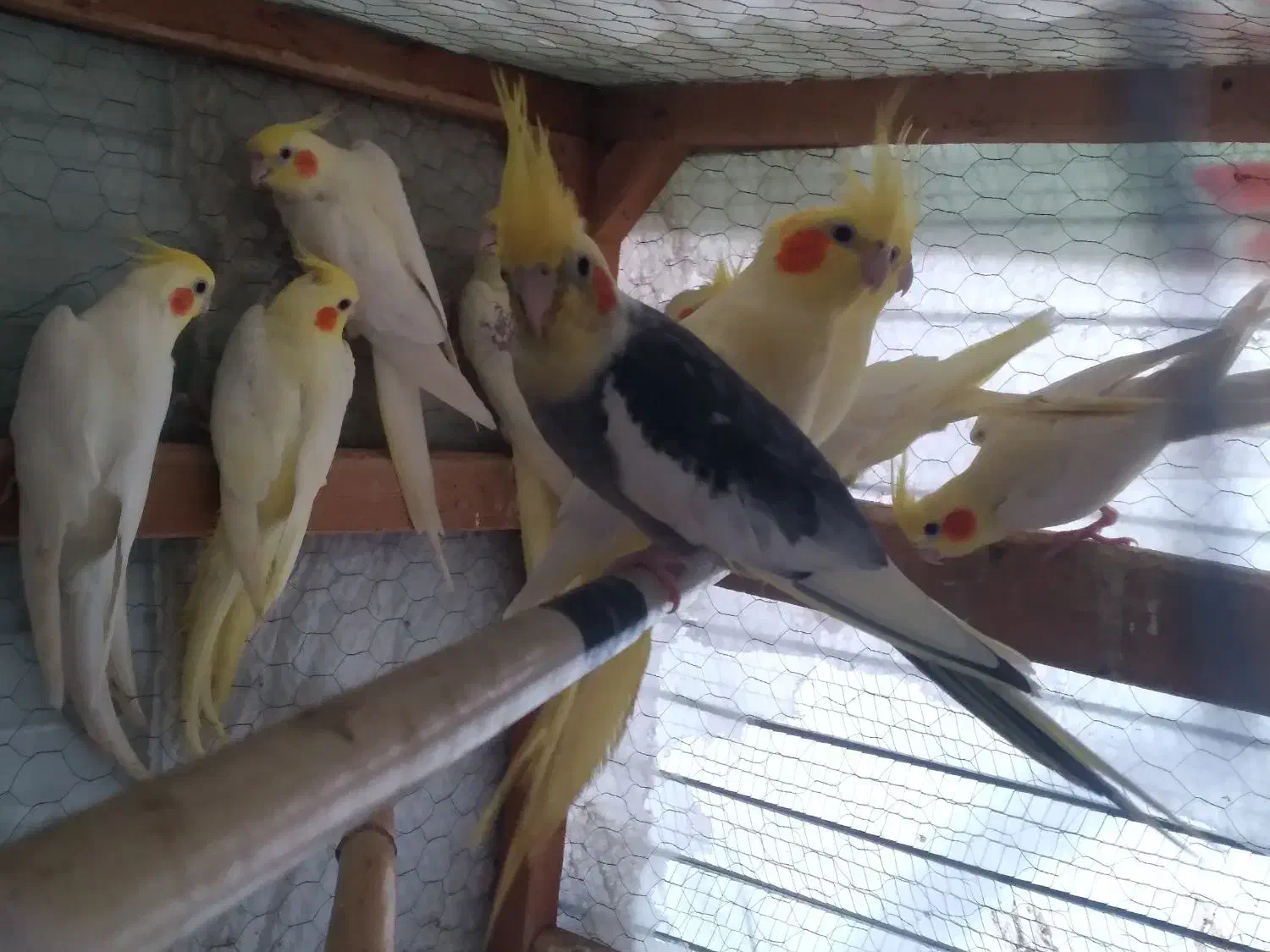 فروش فوری کل مجموعه طوطی عروس با قفس|پرنده|قائمشهر, |دیوار