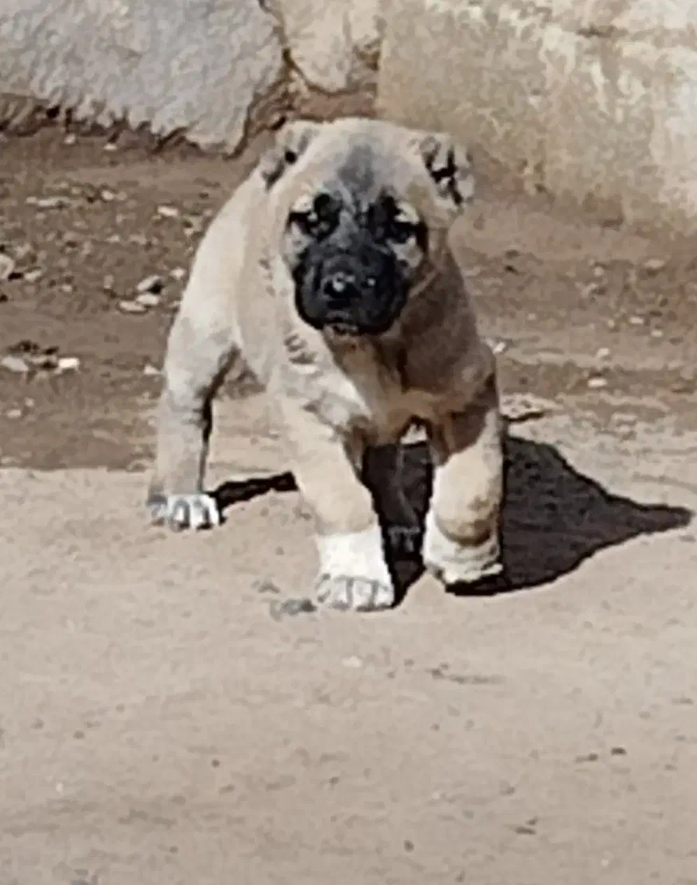 واگذاری توله سگ‌‌‌ سرابی نر و ماده|سگ|سراب, |دیوار