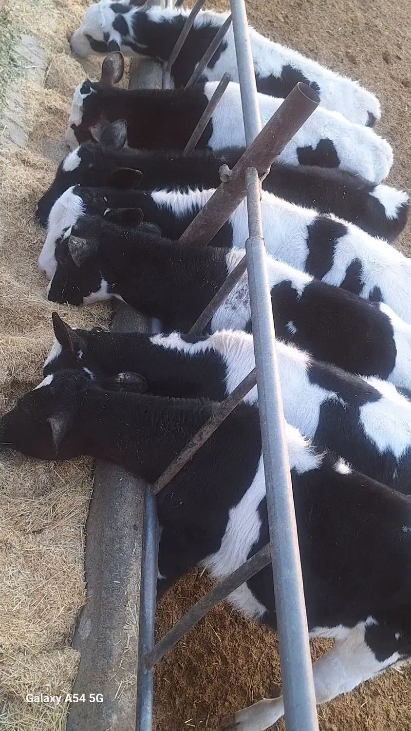 گوساله نژادی|حیوانات مزرعه|جعفرآباد, |دیوار