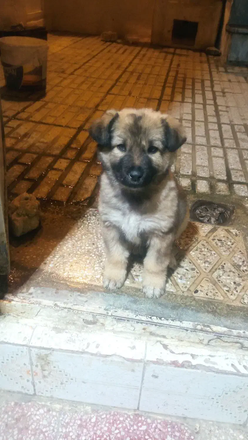 واگذاری توله نژاد دار|سگ|سنندج, |دیوار