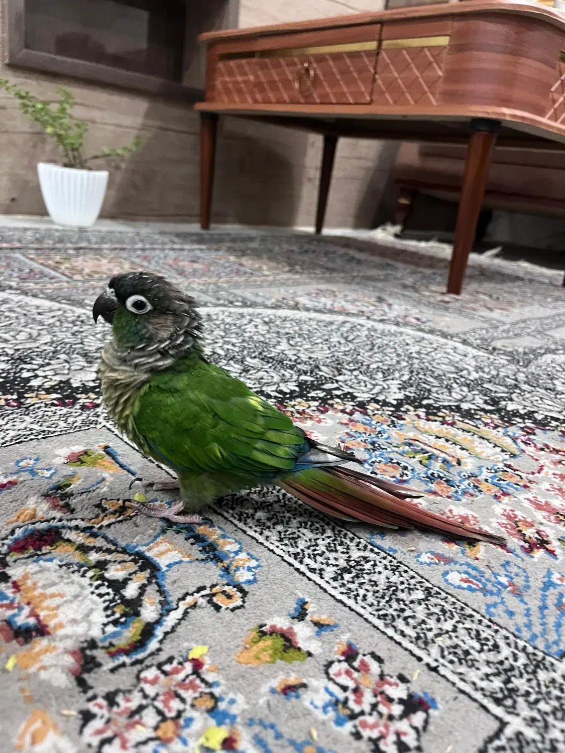 طوطی گرینچیک دستی|پرنده|اهواز, زیباشهر|دیوار