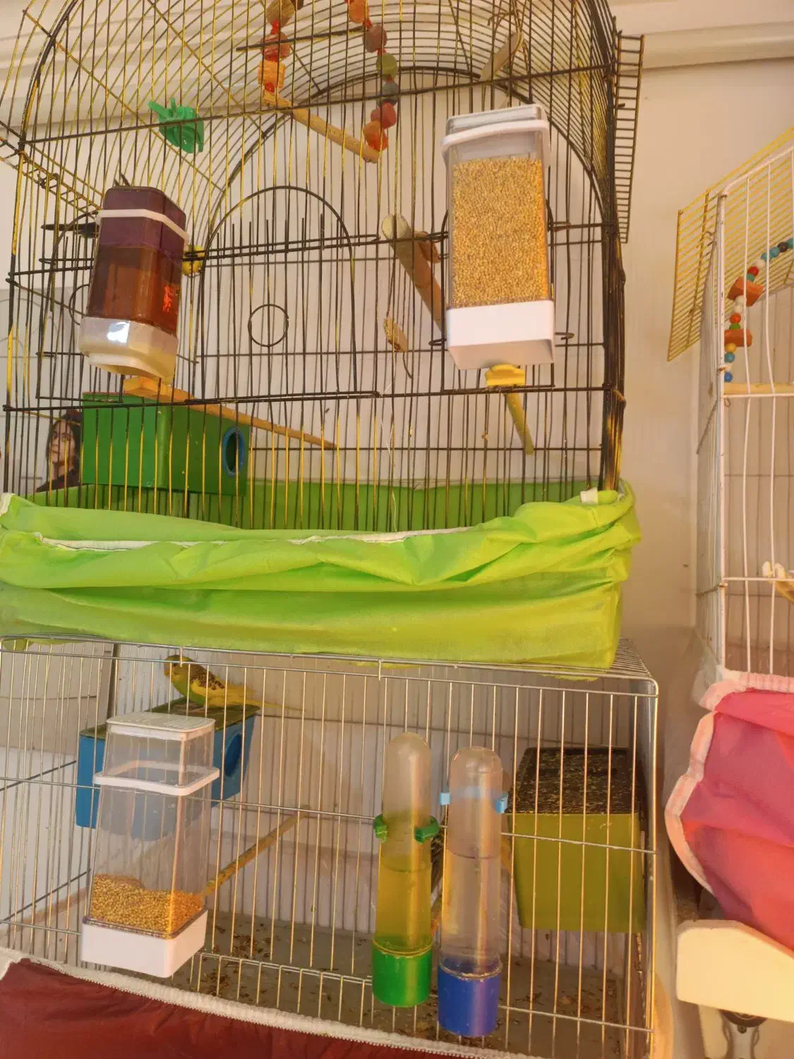 تعداد 9عدد مرغ عشق بفروش می رسد|پرنده|میانه, |دیوار