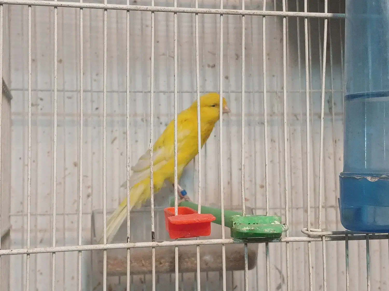 قناری کشیده بلند و رسمی|پرنده|مشهد, سرافرازان|دیوار