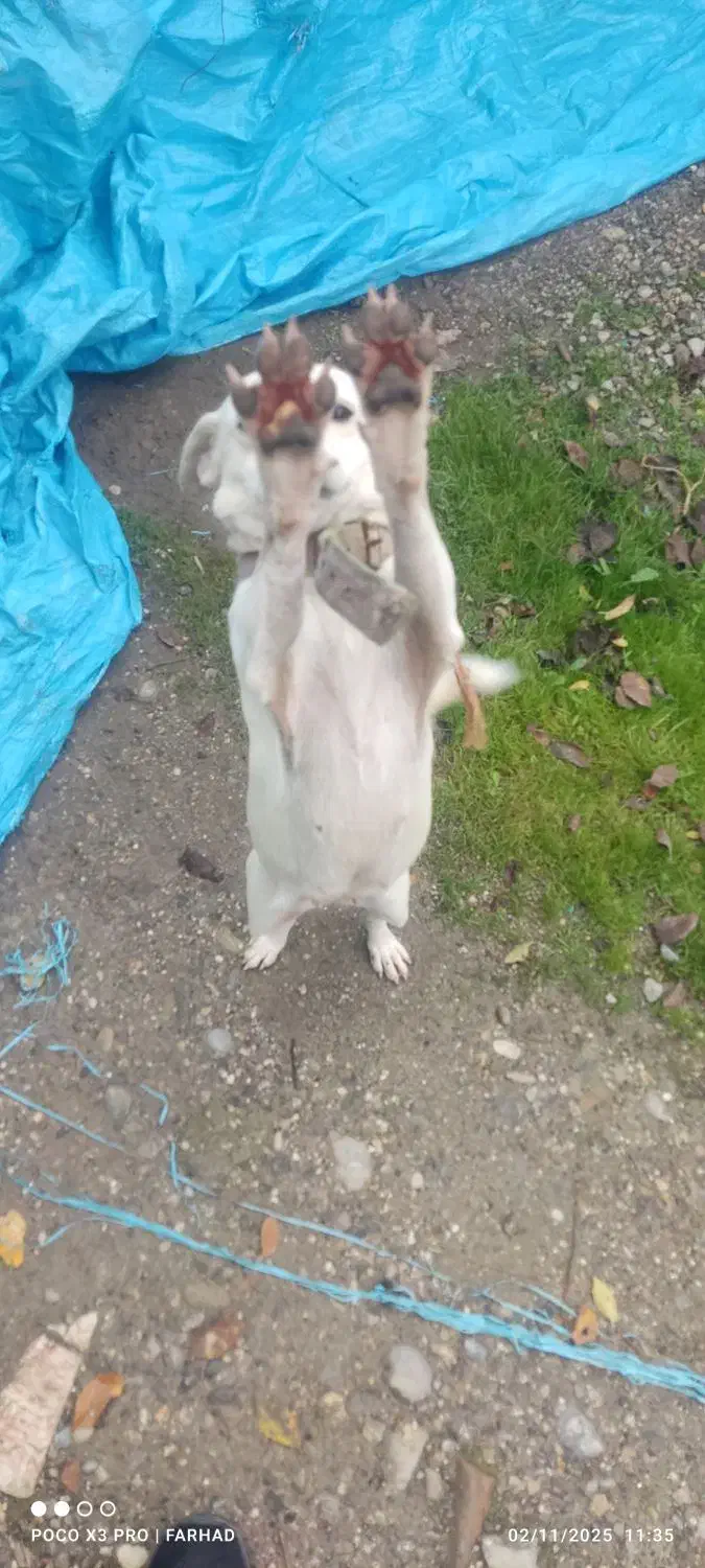 سگ اشپیتز ماده|سگ|ایزدشهر, |دیوار