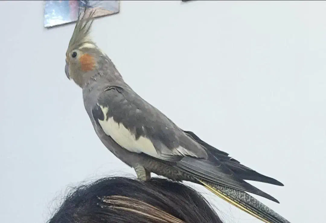 عروس هلندی گمشده|حیوانات|بندر کنگان, |دیوار