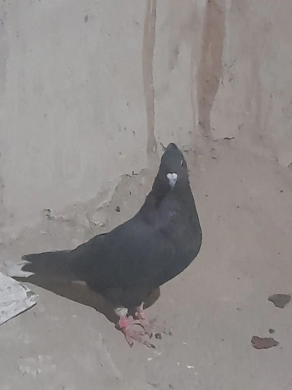 دمسفید|پرنده|سرایان, |دیوار