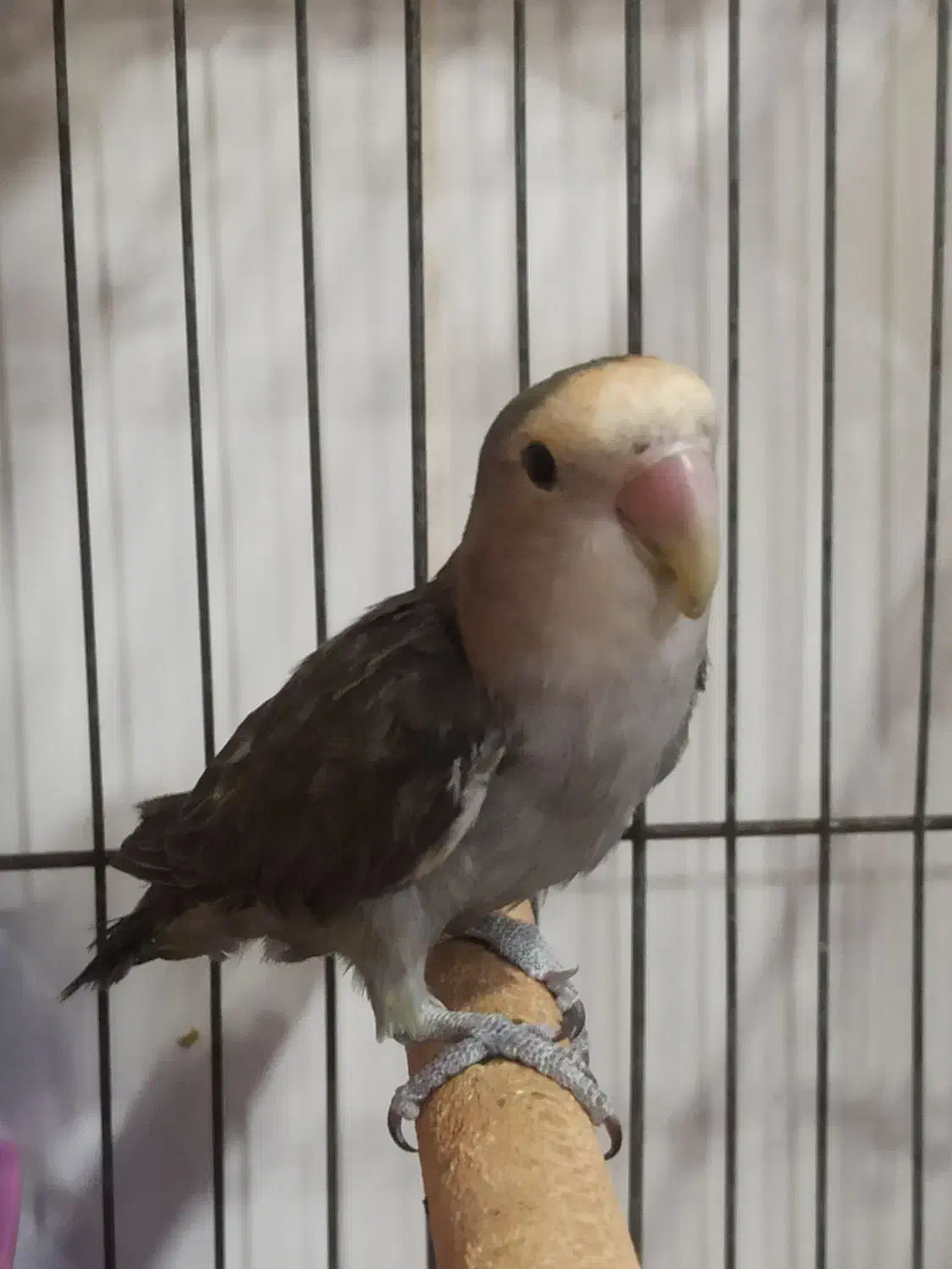 کوتوله برزیلی|پرنده|چابهار, |دیوار