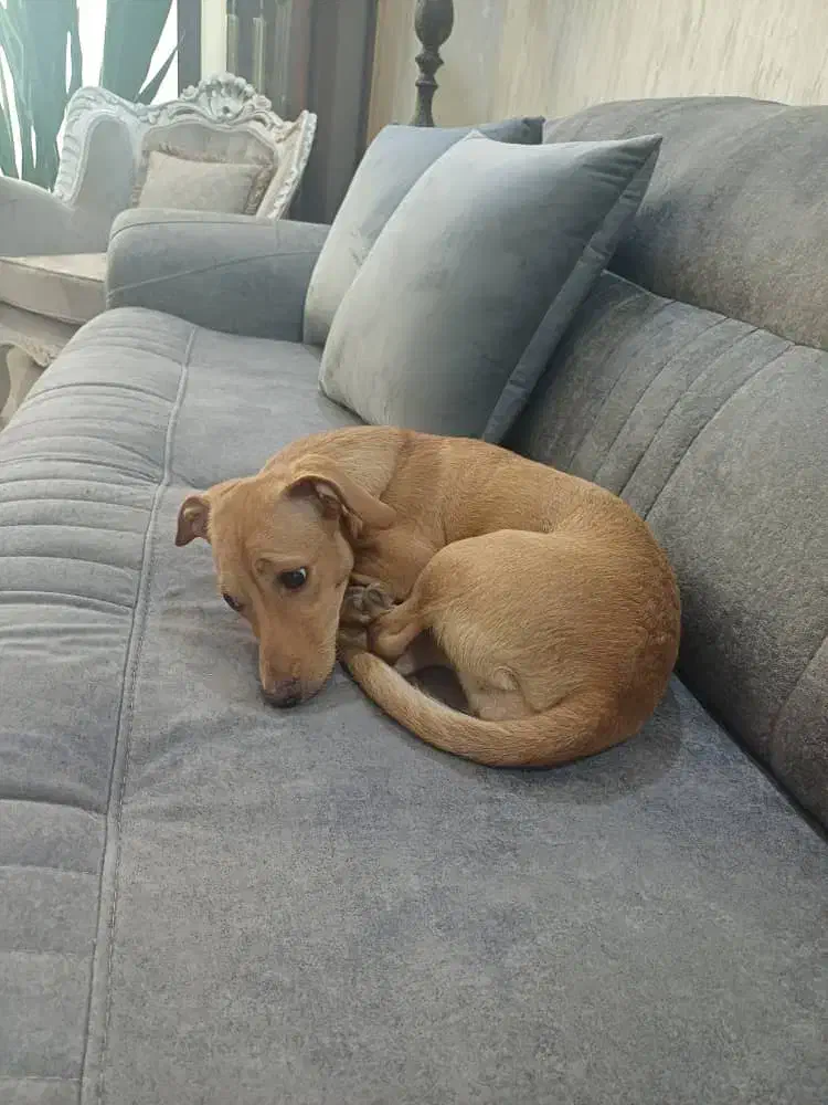 فروش پت ۶ماهه دختر،|سگ|مشهد, سجاد شهر|دیوار