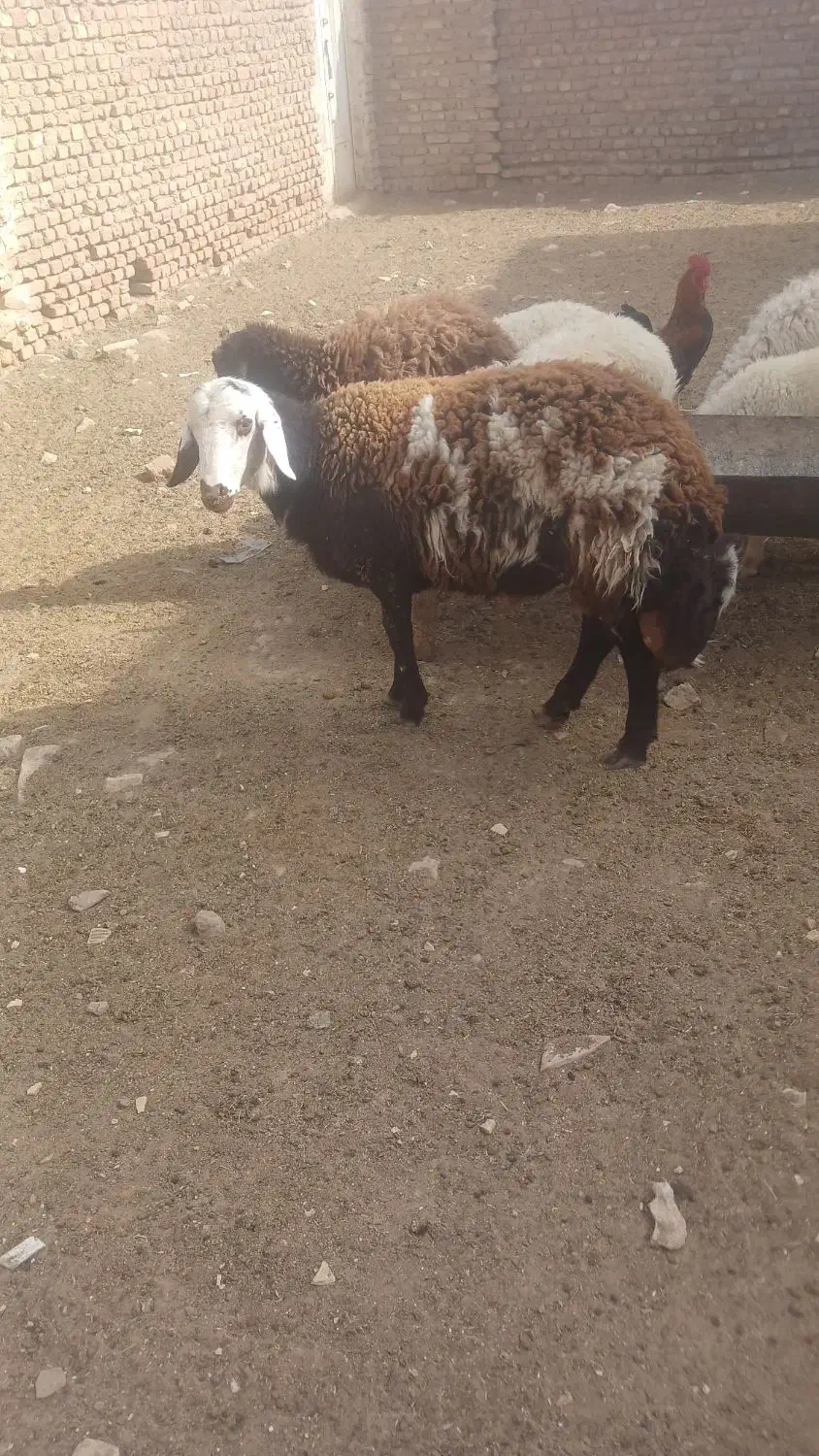 بره قوچی بروجردی  درجه یک شر کیلو ۳۶۰|حیوانات مزرعه|کاشمر, |دیوار