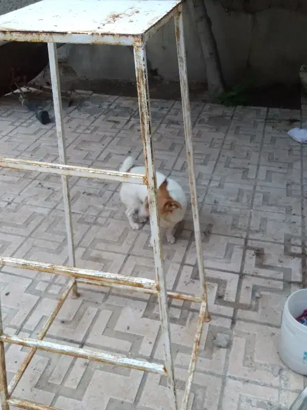 پاکوتا روباهی دوساله بسیار تیز و بازیگوش|سگ|مراغه, |دیوار