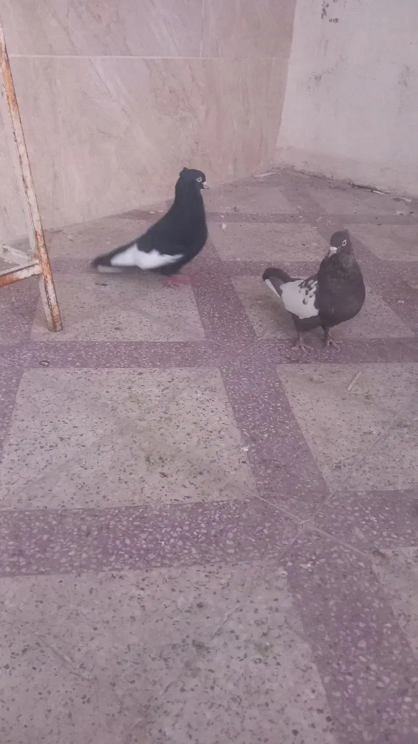 کفتر سینه جفت|پرنده|شیراز, جوادیه|دیوار