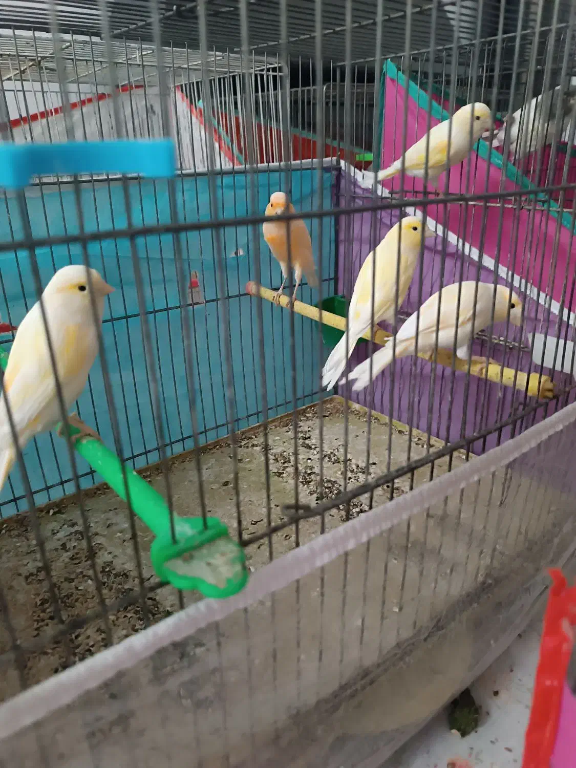 قناری نر و ماده مست درجه یک خانگی|پرنده|شیراز, رکن‌آباد|دیوار