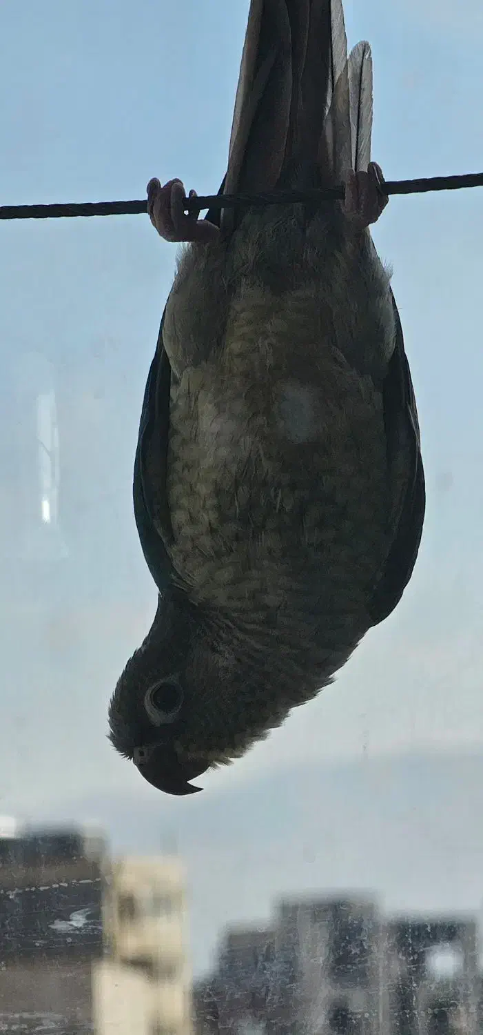 گرینچیک دستی سرمه ای|پرنده|میانه, |دیوار