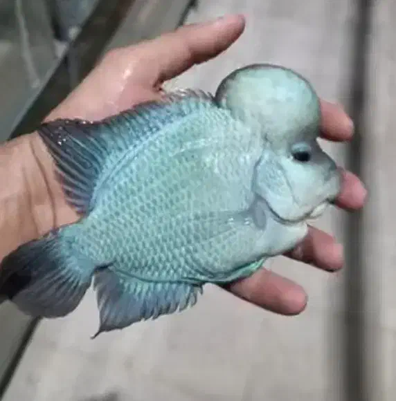 انواع ماهی گوشتخوار /آکواریوم بهروز|ماهی|زنجان, |دیوار