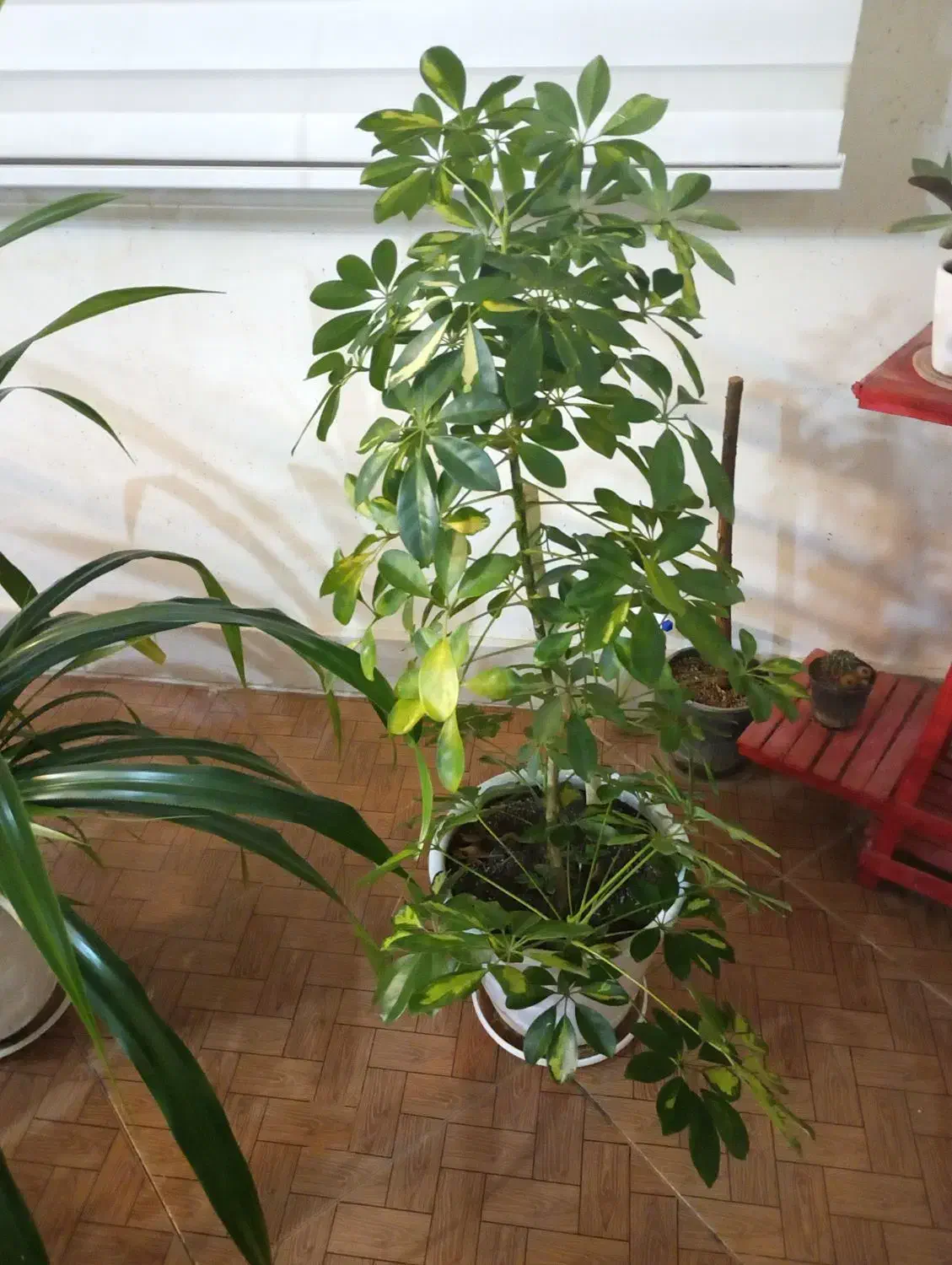 سانسوریا ابلغ|گل و گیاه طبیعی|مشهد, شهرک ابوذر|دیوار