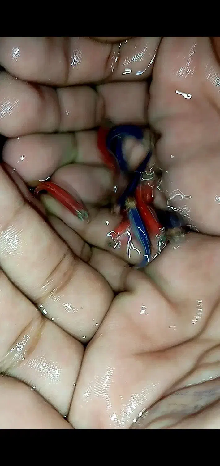 زبرا دانیو|ماهی|تربت‌حیدریه, باغ سلطانی|دیوار