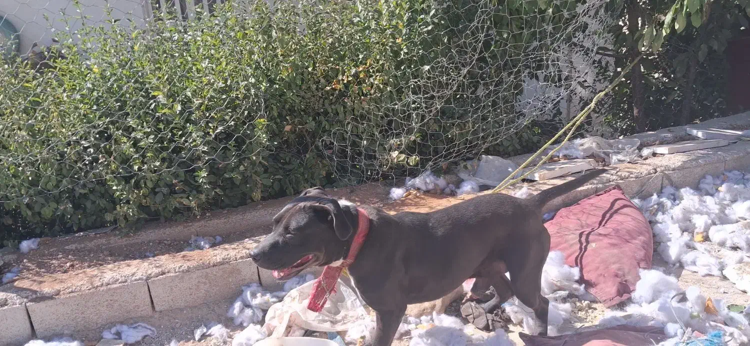 سگ پیت بول|سگ|شیراز, سفیرشمالی|دیوار