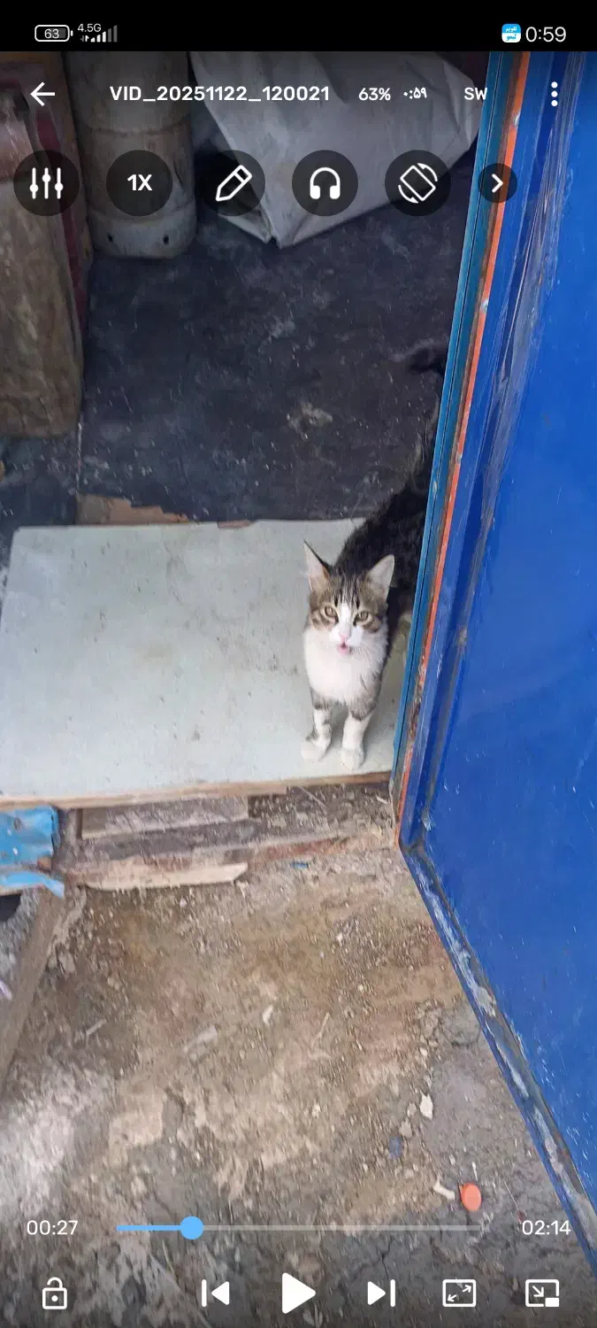 گربه گم‌شده سیداباد|گربه|مهاباد (آذربایجان غربی), |دیوار