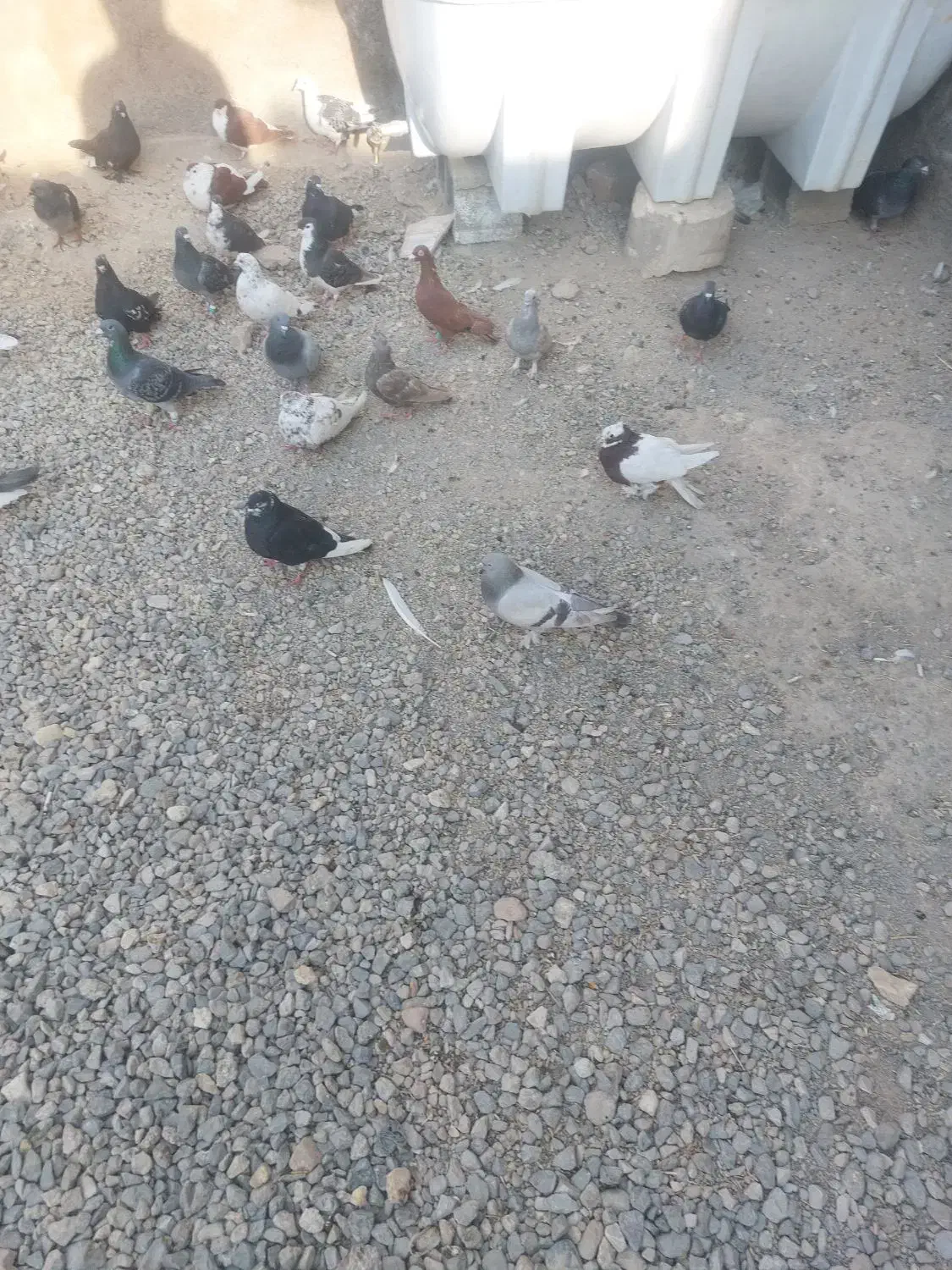 ۱۱۰ کفتر از همه رنگی دونی ۷۰ تا دونی ۱۵۰ تکی فرق|پرنده|مرودشت, نقش رستم|دیوار