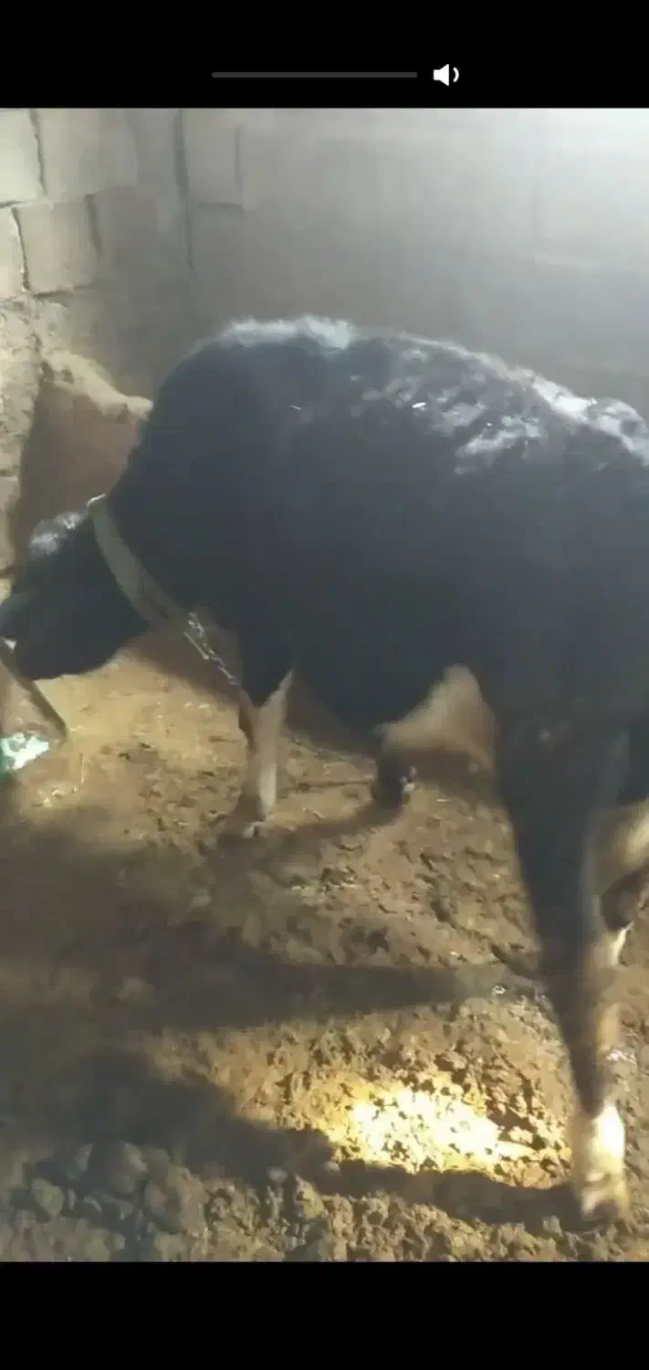 گوساله هلشتاین|حیوانات مزرعه|بیلوار, |دیوار