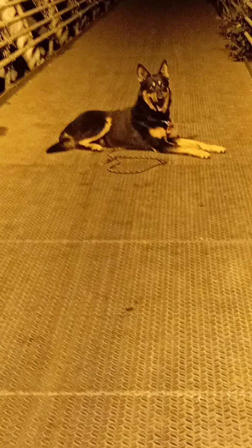 گم شده|حیوانات|رشت, گیل|دیوار