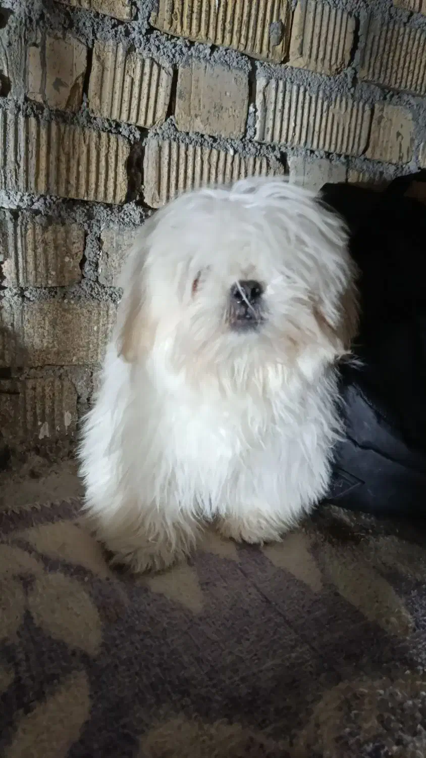 سگ شیتزو|سگ|کوه چنار, |دیوار