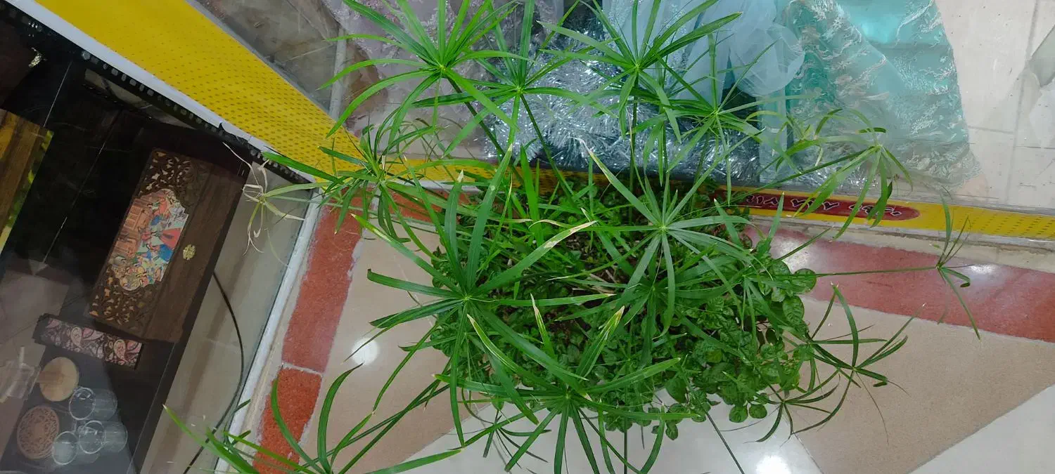 گل بسیار زیبا|گل و گیاه طبیعی|بانه, |دیوار