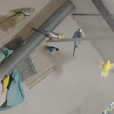 طوطی برزیلی مرغ عشق مولد باتخم وجوجه معاوضه باهرچی|پرنده|کرج, فاز ۵ مهرشهر|دیوار