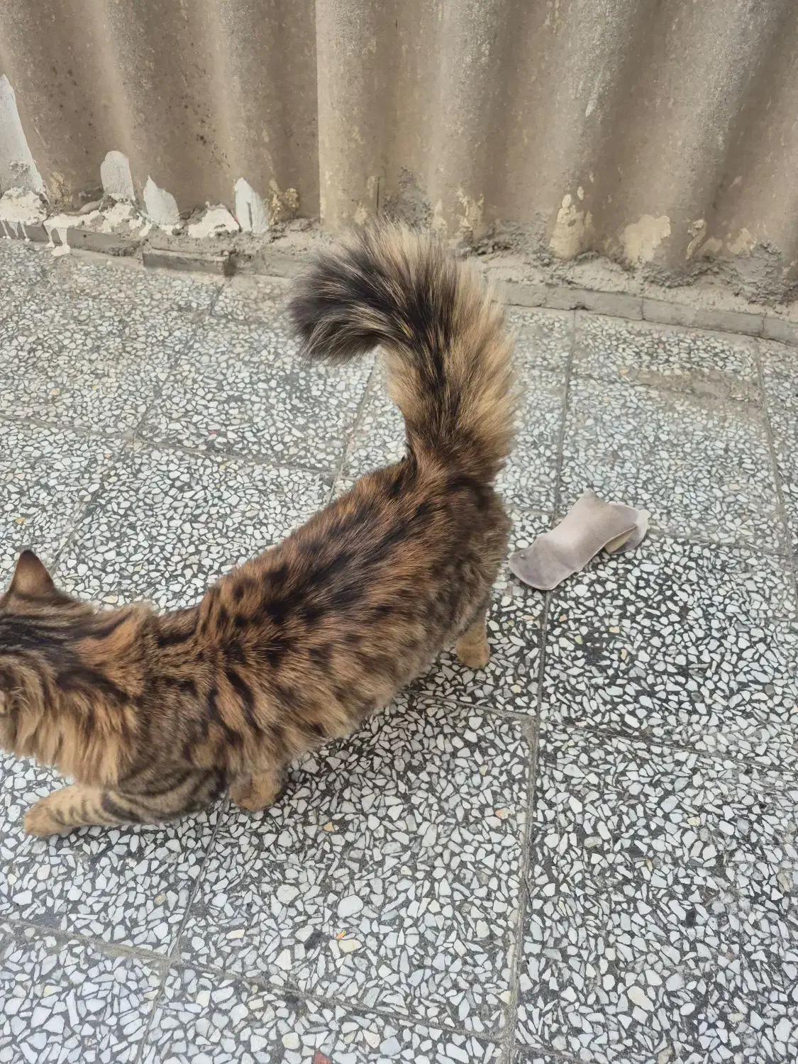 گربه پرشین نر|گربه|اصفهان, امیرعرب|دیوار