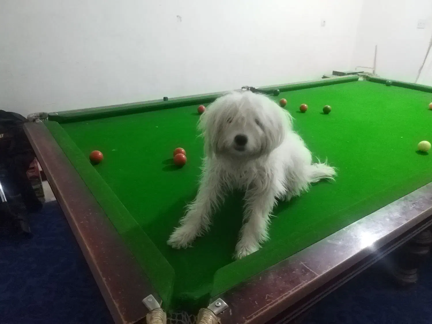 سگ  تربیت شده|سگ|اهواز, فرهنگ شهر|دیوار