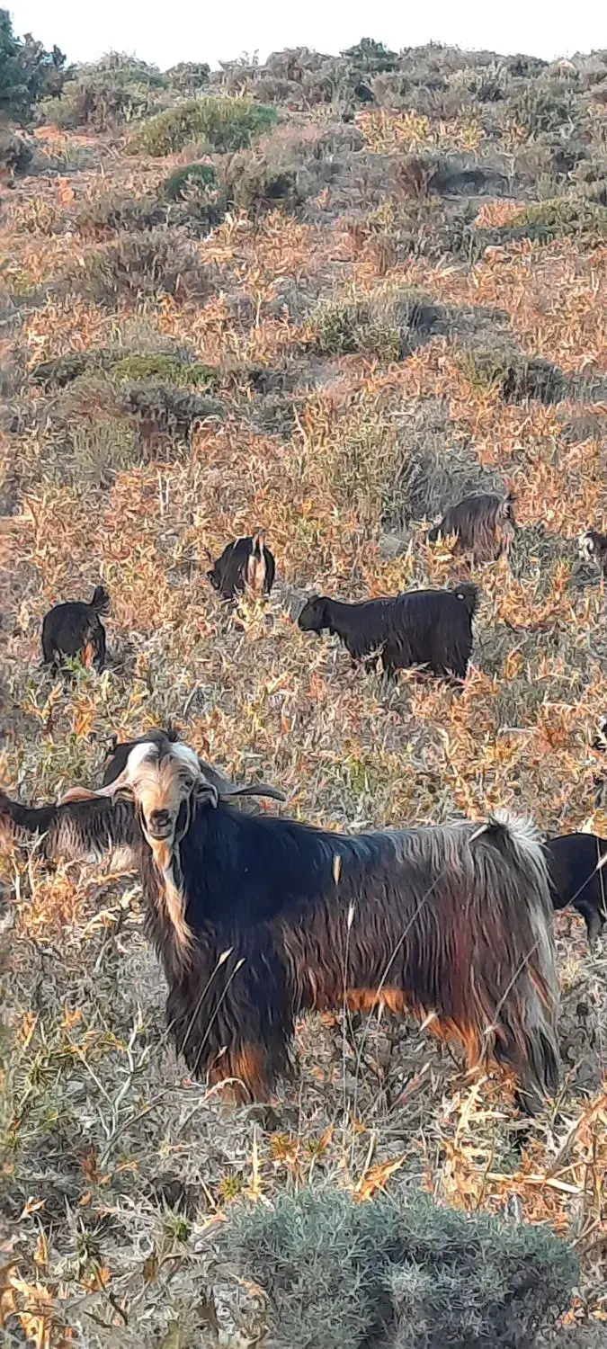 بز داشتی ترکی|حیوانات مزرعه|ارژن, |دیوار