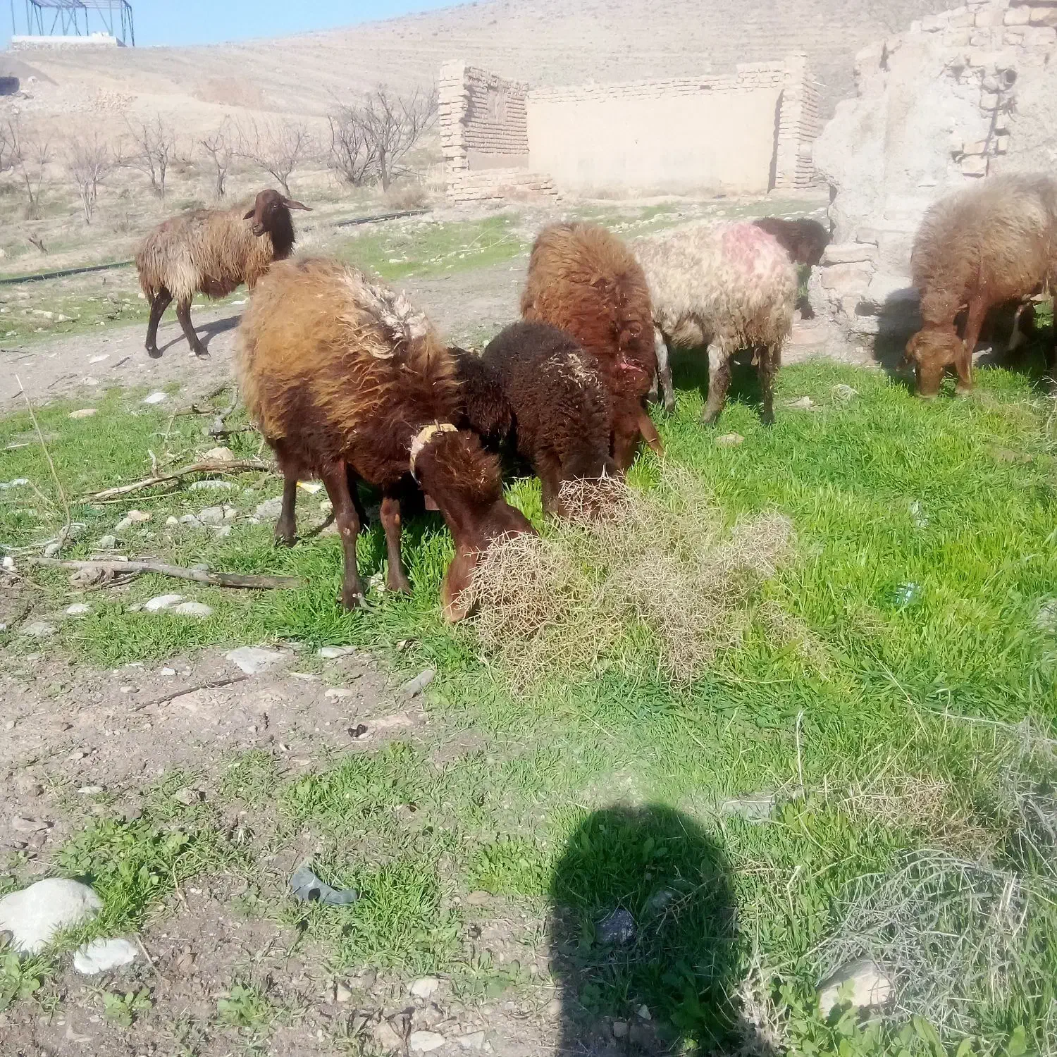 میش بره|حیوانات مزرعه|نیشابور, مازول|دیوار