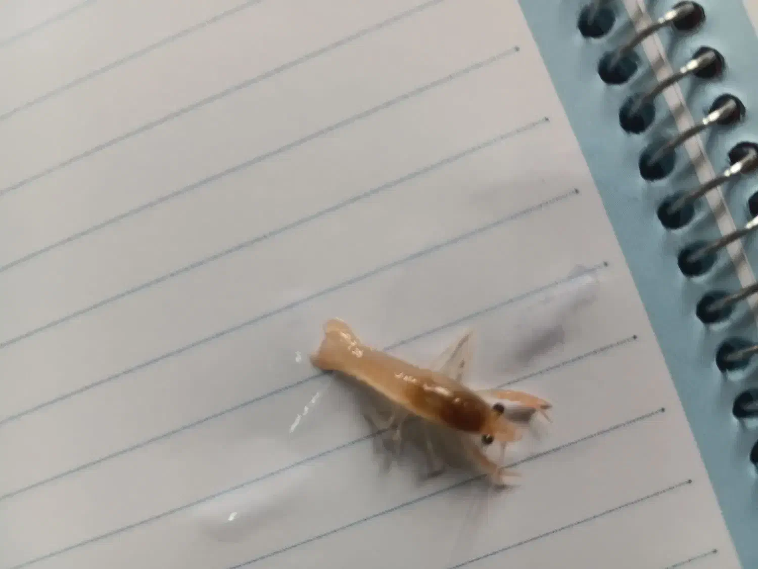 بچه لابستر سایز سه و دو سانت|ماهی|گرگان, |دیوار