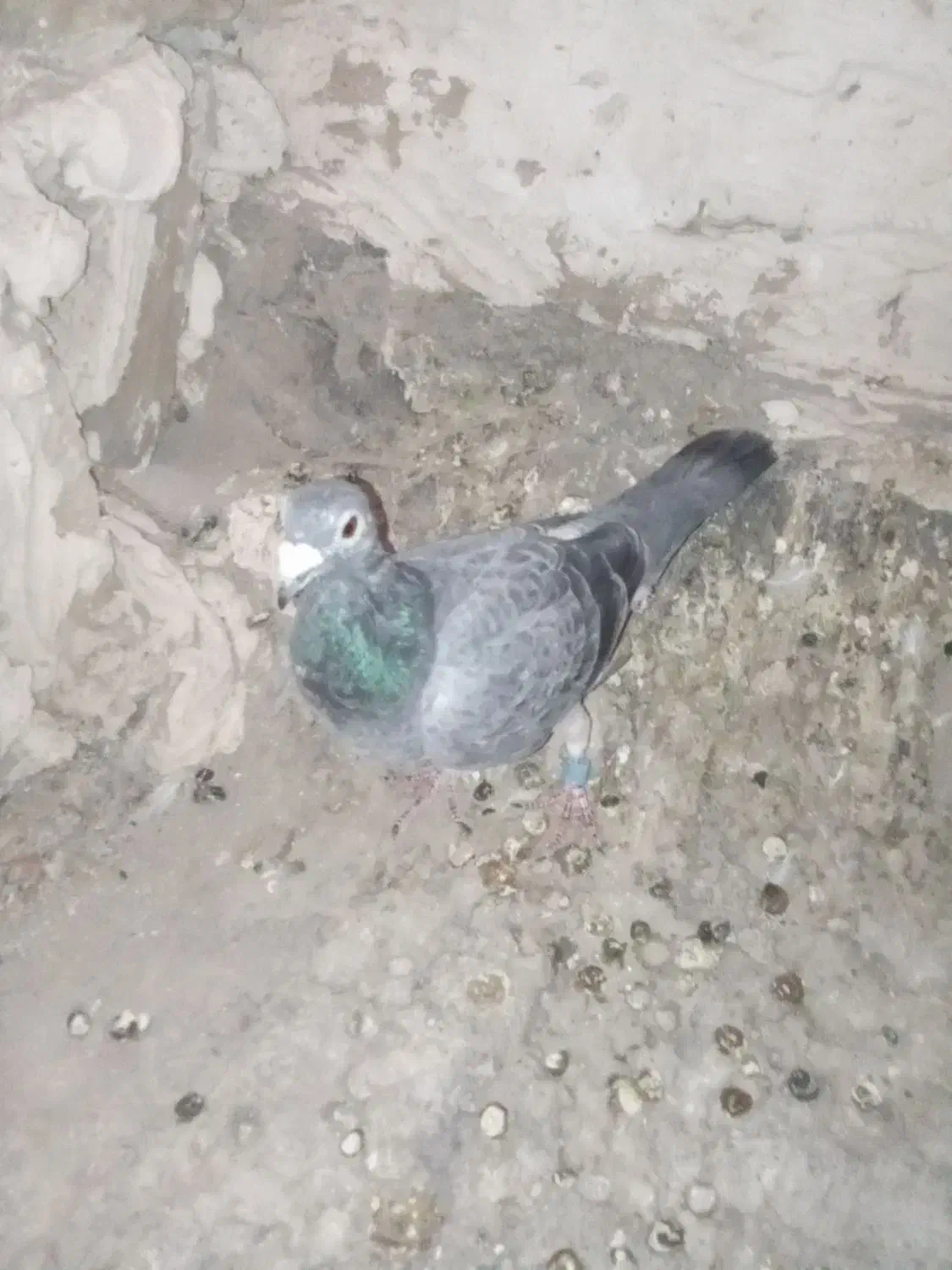 کفتر فروش فوری|پرنده|مشهد, امیرآباد|دیوار