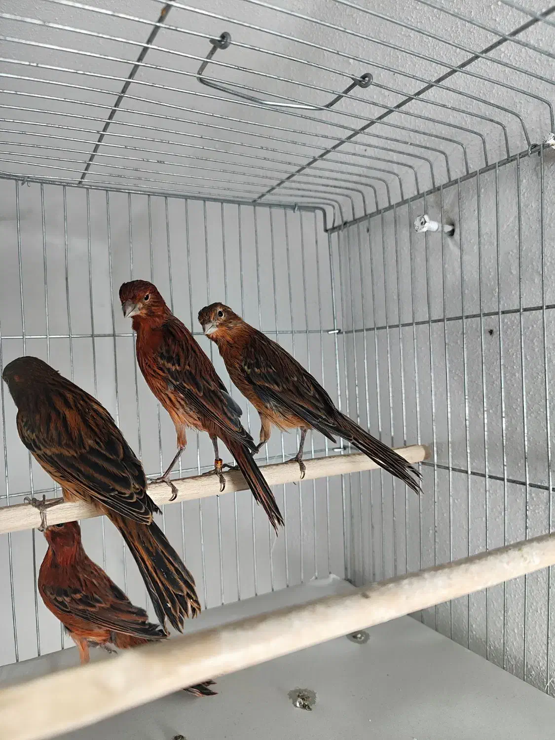 قناری سرخ جوجه سایز درشت|پرنده|شیراز, بازار|دیوار