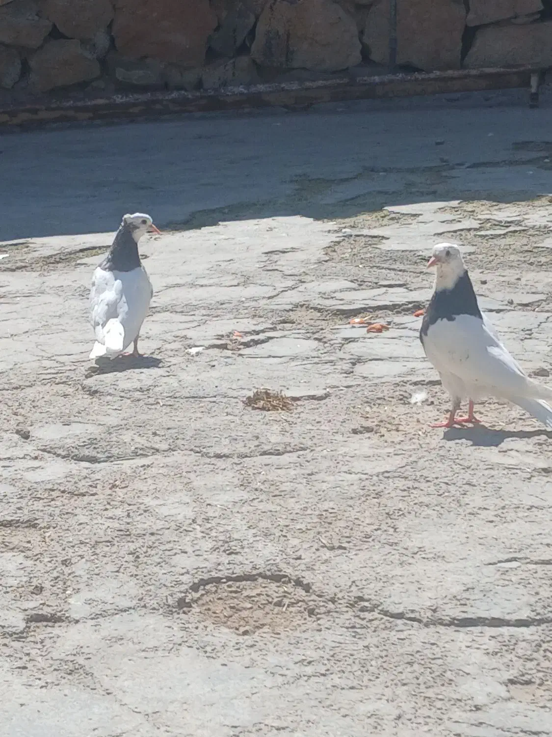 کبوتر|حیوانات|فیروزآباد (فارس), |دیوار