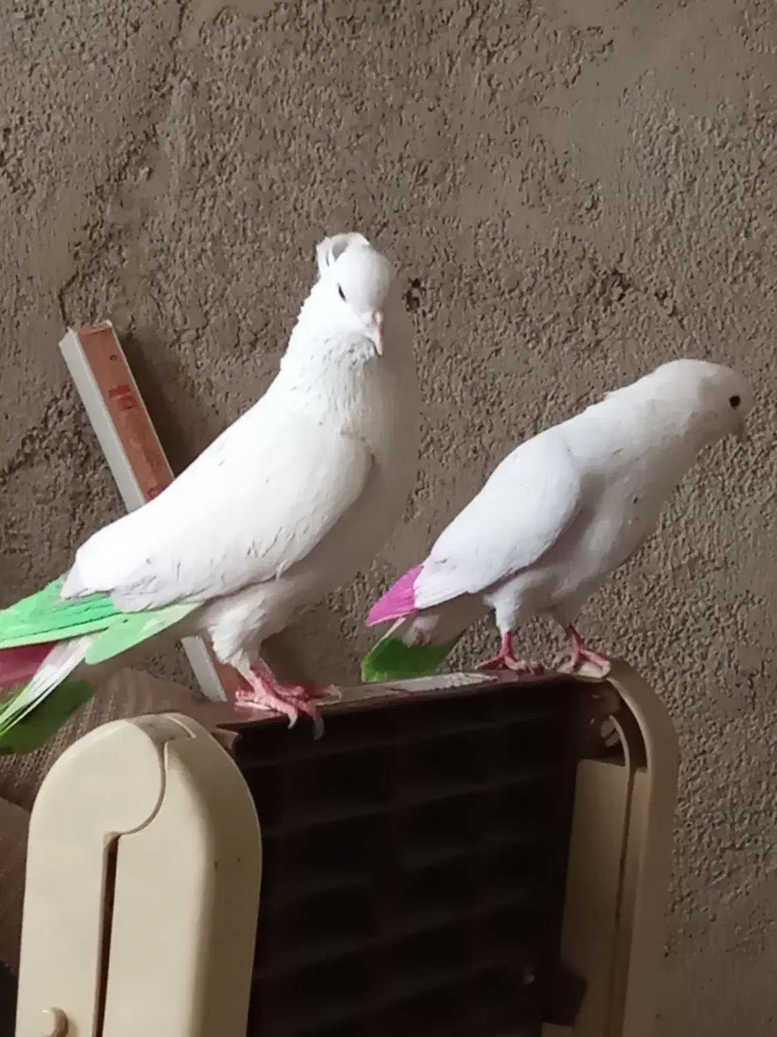 کفتر پرشی|پرنده|محمدشهر, محمدشهر|دیوار