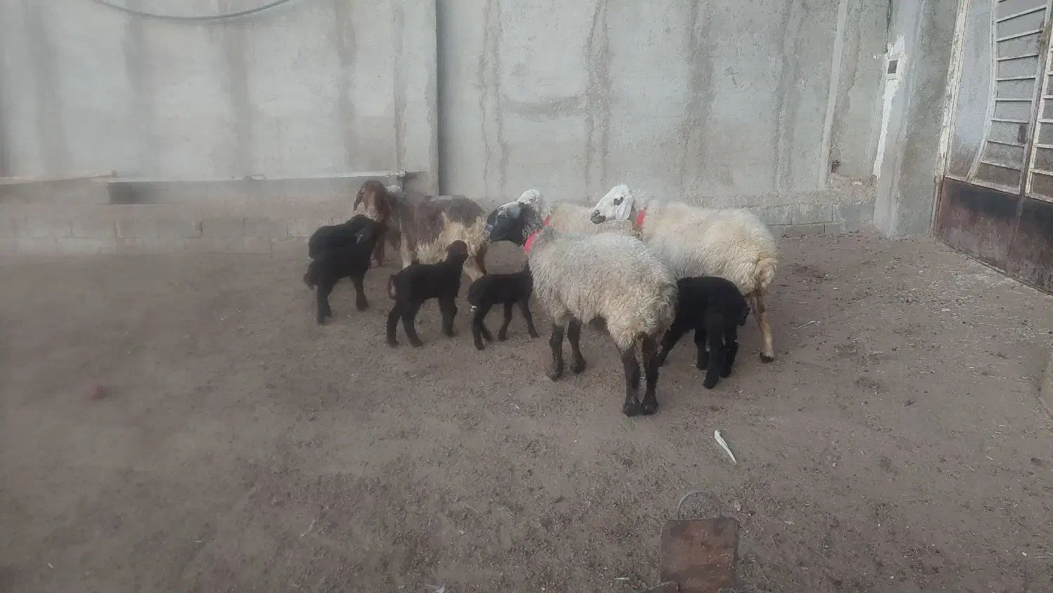 گوسفند بره دار|حیوانات مزرعه|شیراز, باجگاه|دیوار