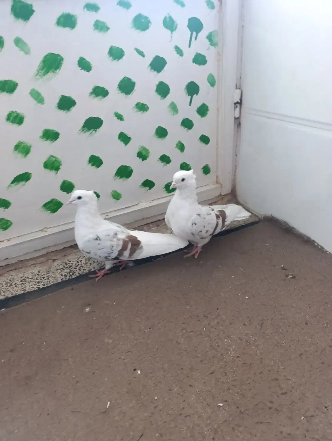 نر و ماده پلنگ عتیقه کفتر|پرنده|بروجرد, |دیوار