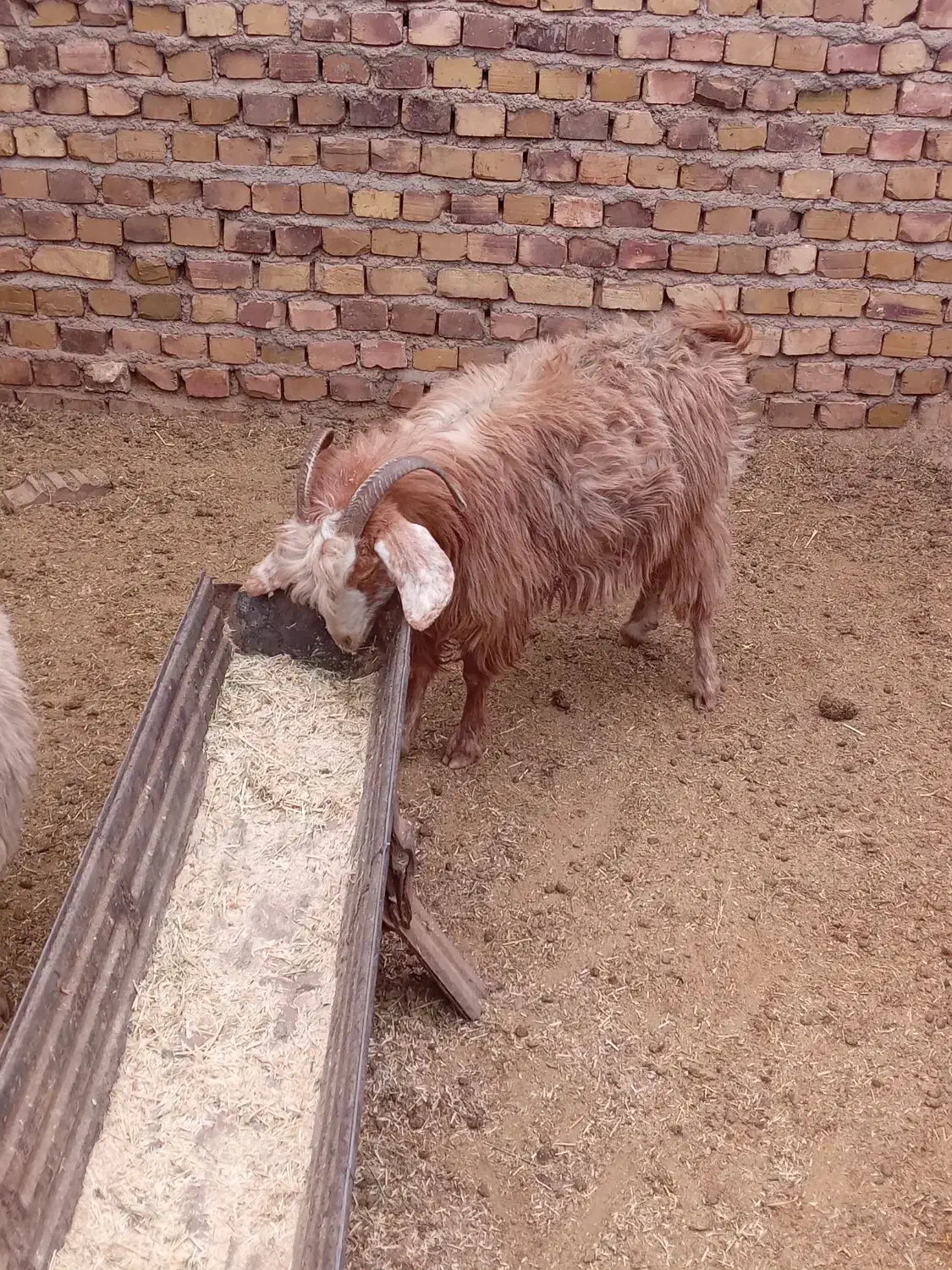 بز جوان دانه ۵۲۰۰|حیوانات مزرعه|تربت جام, معدآباد|دیوار