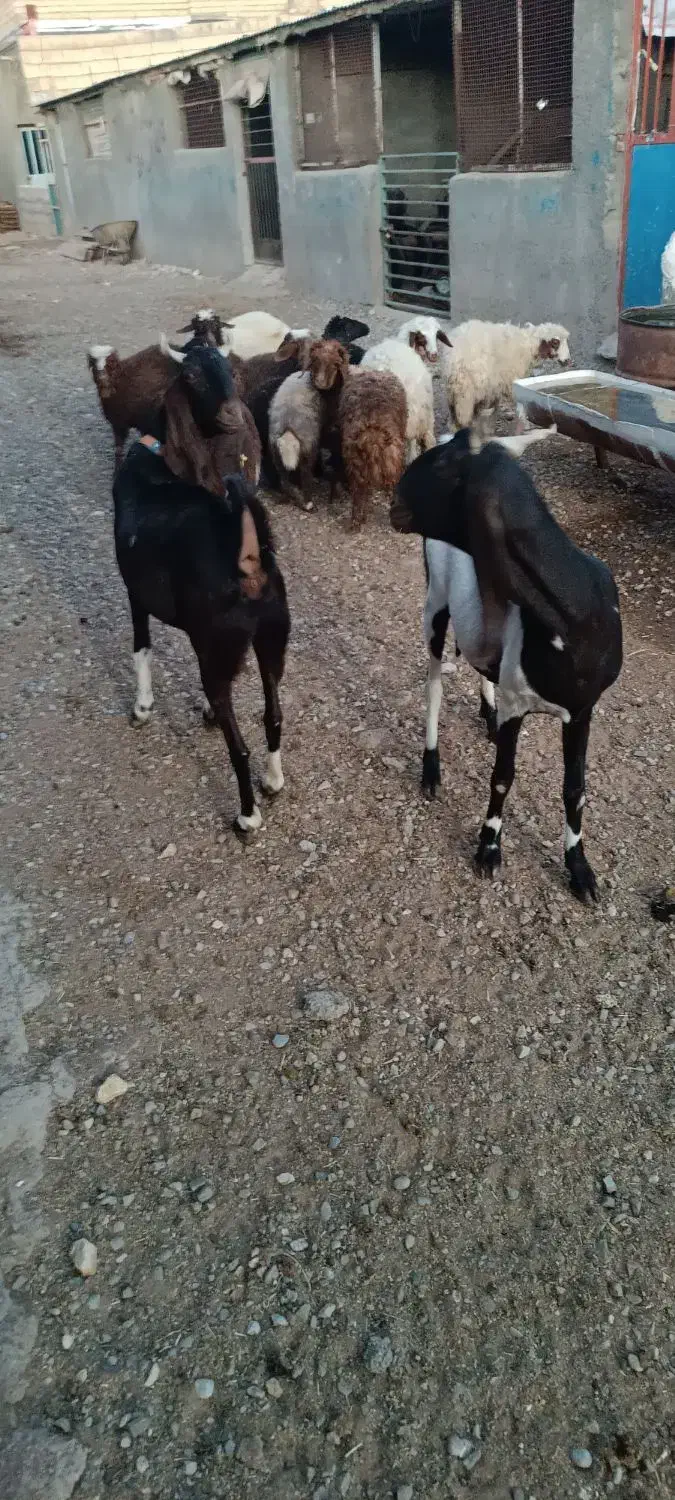 بز درجه یک یک دو عدد داشتی|حیوانات مزرعه|کوهدشت, |دیوار