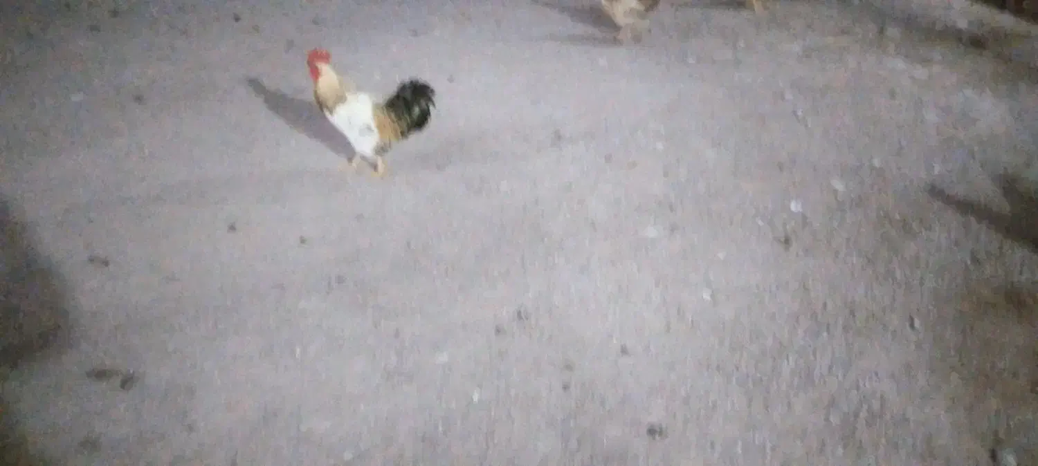 خروس محلی جوان|حیوانات مزرعه|ماسال, |دیوار